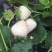 白雪公主种植基地草莓苗现挖现卖根系好保品种量大从优