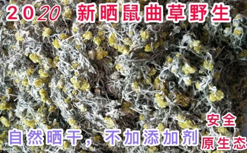鼠曲草，印子菜丶清明菜等一手货源，量大从优。