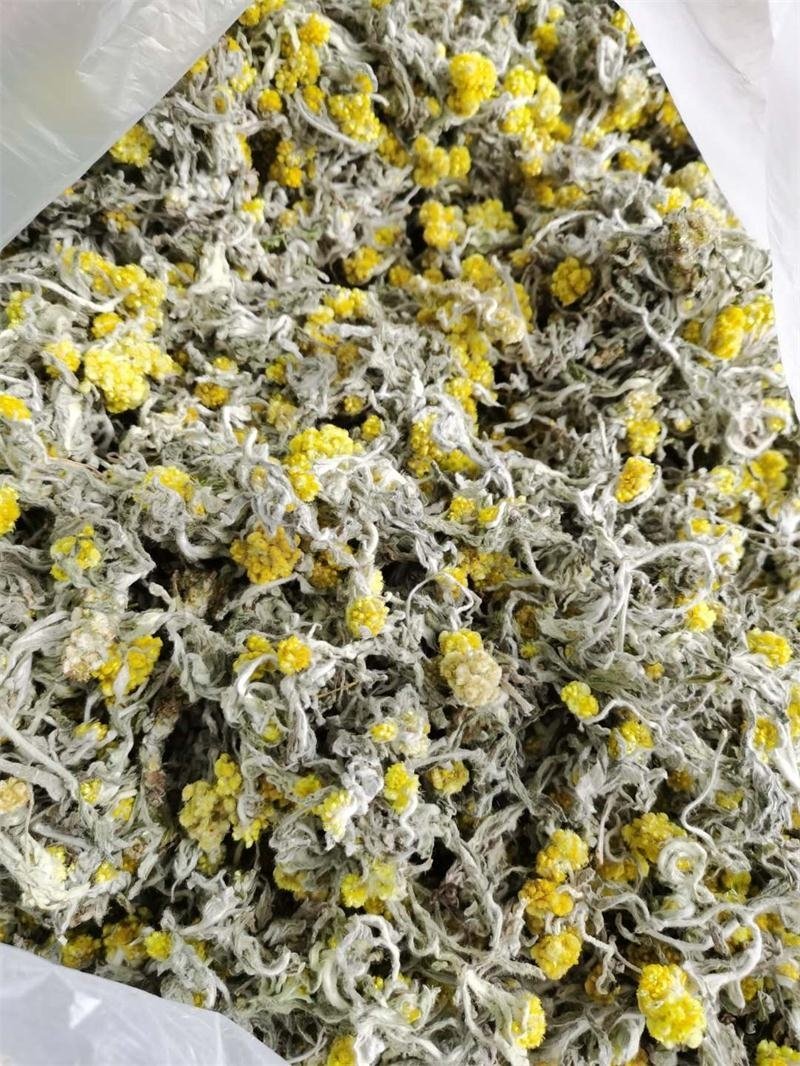 鼠曲草，印子菜丶清明菜等一手货源，量大从优。