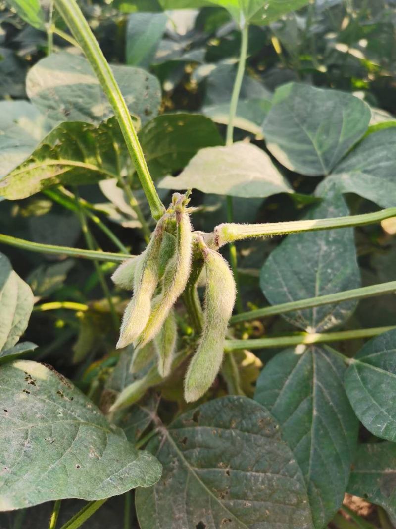 优质大青豆欢迎老板来电洽谈！预计9月20日左右上市