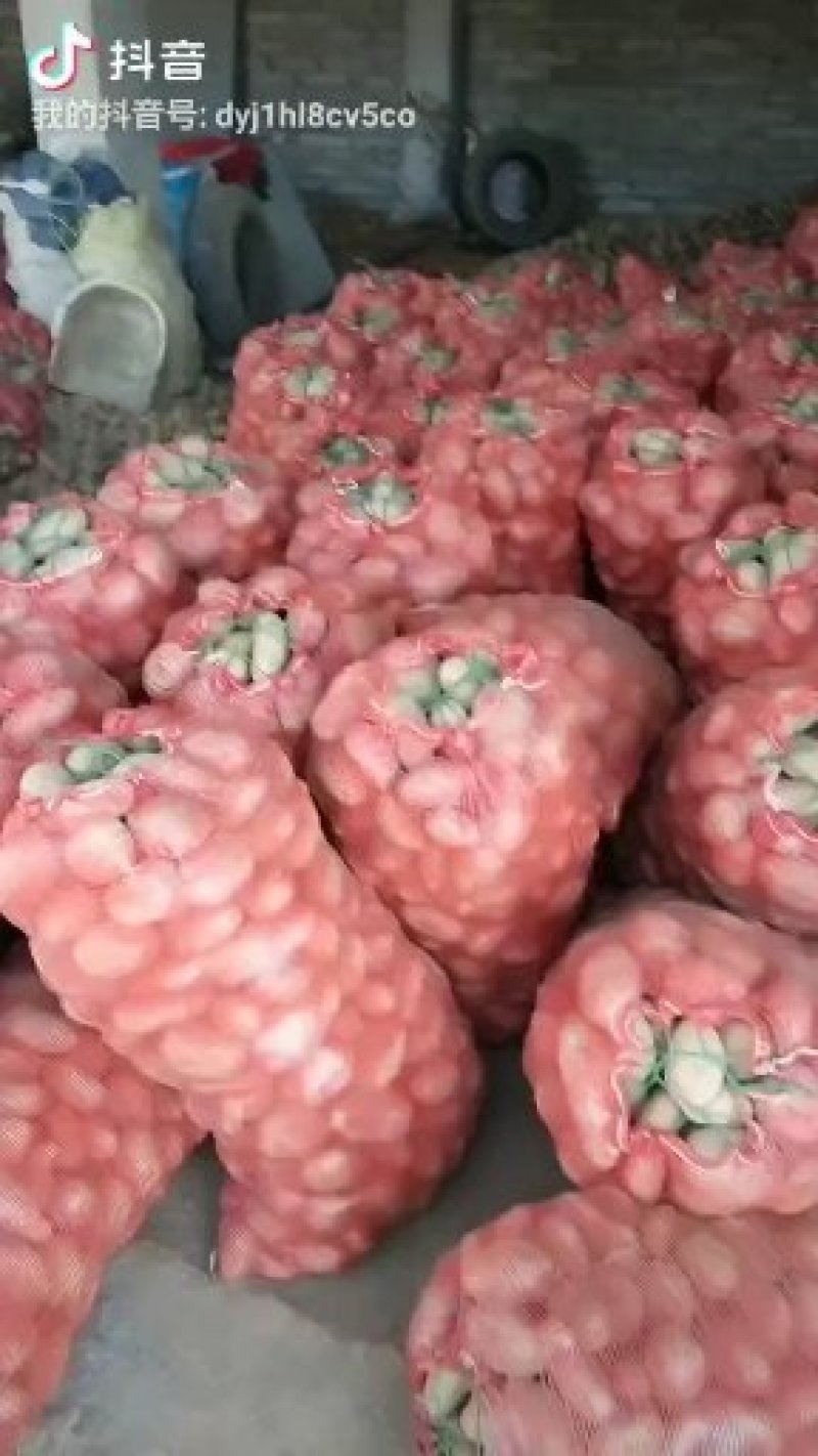 贵州毕节威宁土豆青署九号