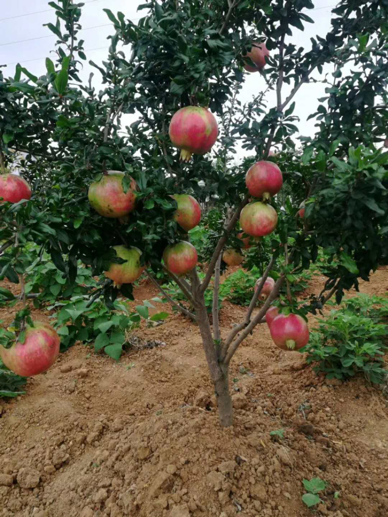 突尼斯软籽石榴当季新鲜水果