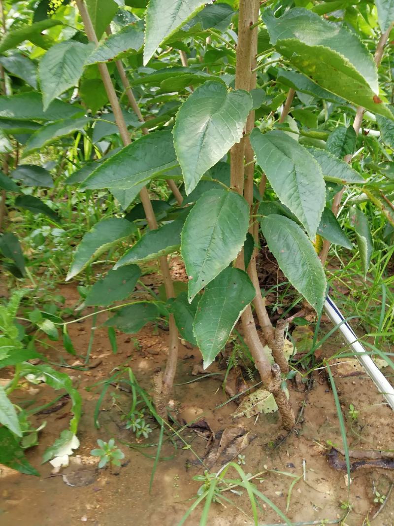 矮化大樱桃苗斯凯拉雷，金脆蜜，美早太平洋红弗里斯克樱桃苗