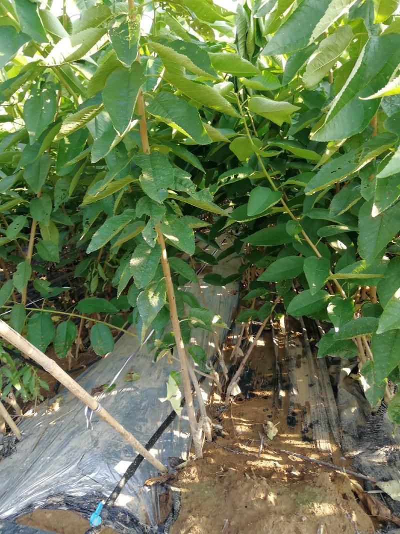 矮化大樱桃苗斯凯拉雷，金脆蜜，美早太平洋红弗里斯克樱桃苗