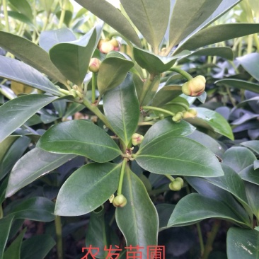 优良大红八角嫁接苗，杯苗，地苗，直生杯苗，地苗，
