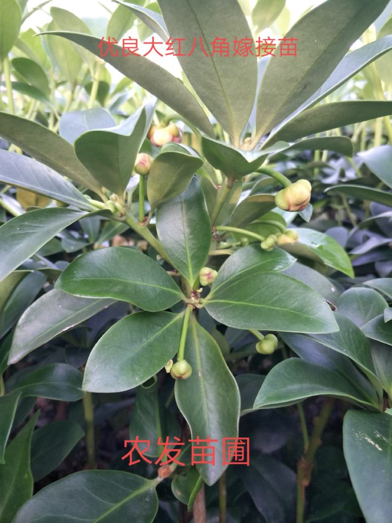 优良大红八角嫁接苗，杯苗，地苗，直生杯苗，地苗，