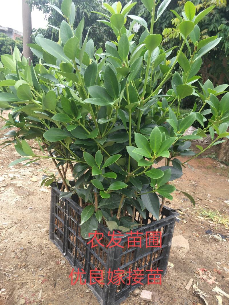 优良大红八角嫁接苗，杯苗，地苗，直生杯苗，地苗，