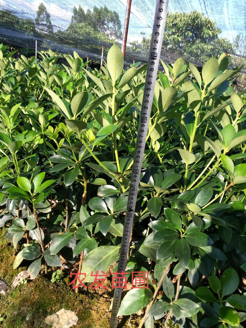 优良大红八角嫁接苗，杯苗，地苗，直生杯苗，地苗，