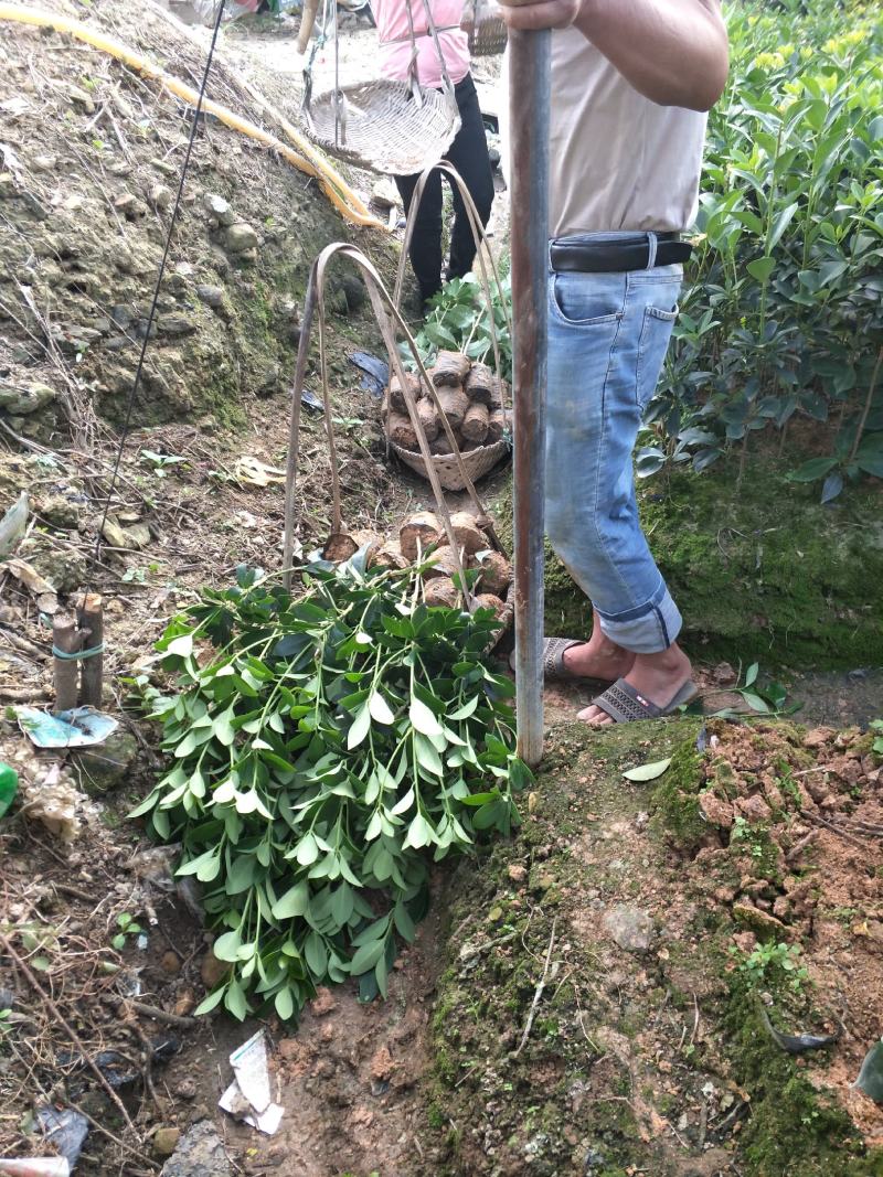 优良大红八角嫁接苗，杯苗，地苗，直生杯苗，地苗，