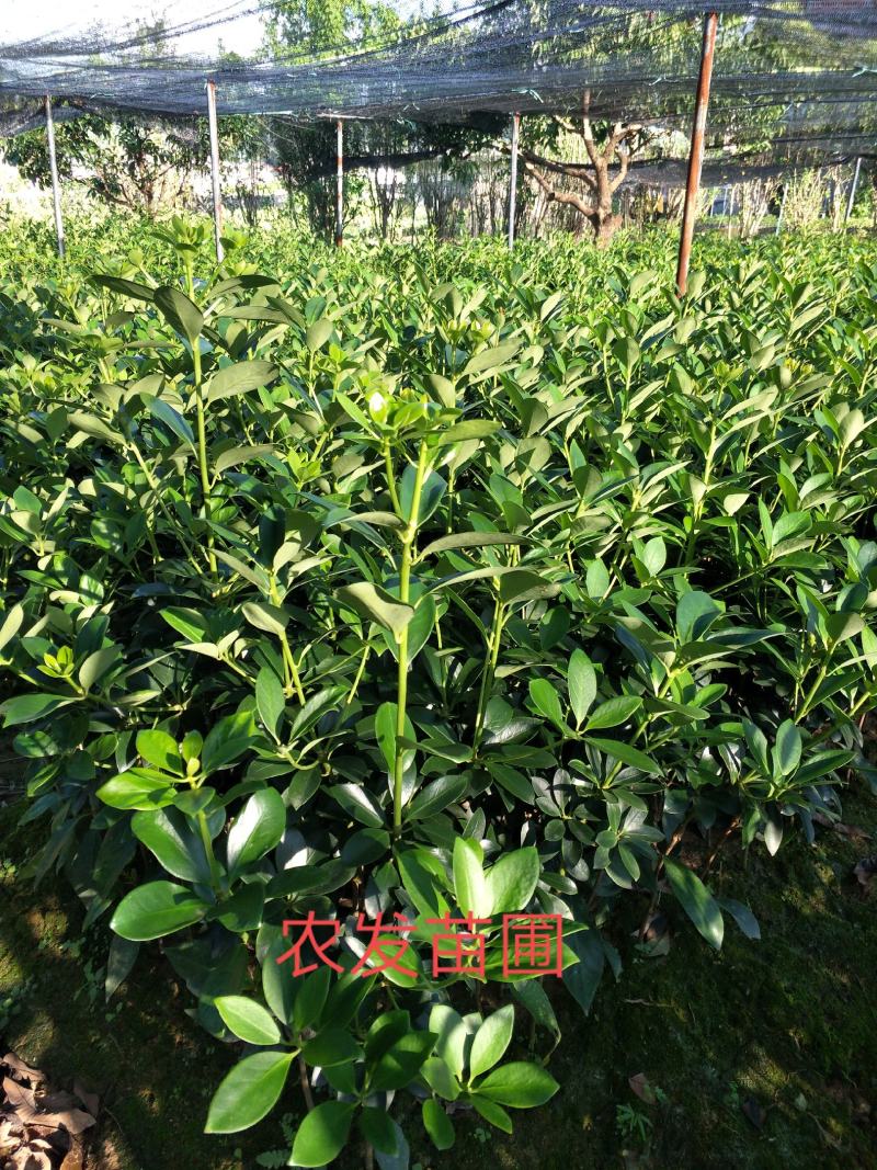 优良大红八角嫁接苗，杯苗，地苗，直生杯苗，地苗，