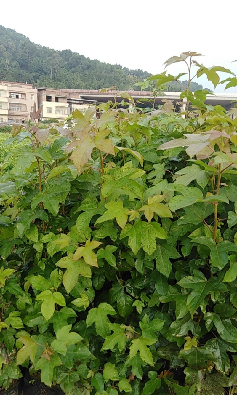枫香树苗，一斤营养杯，高20ml起。