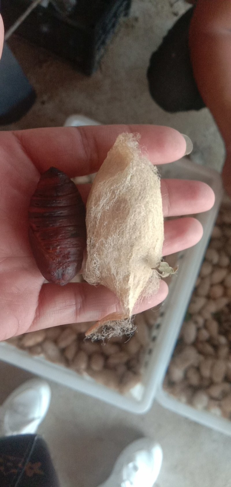 蚕蛹蚕蛹质量保证，诚信经营