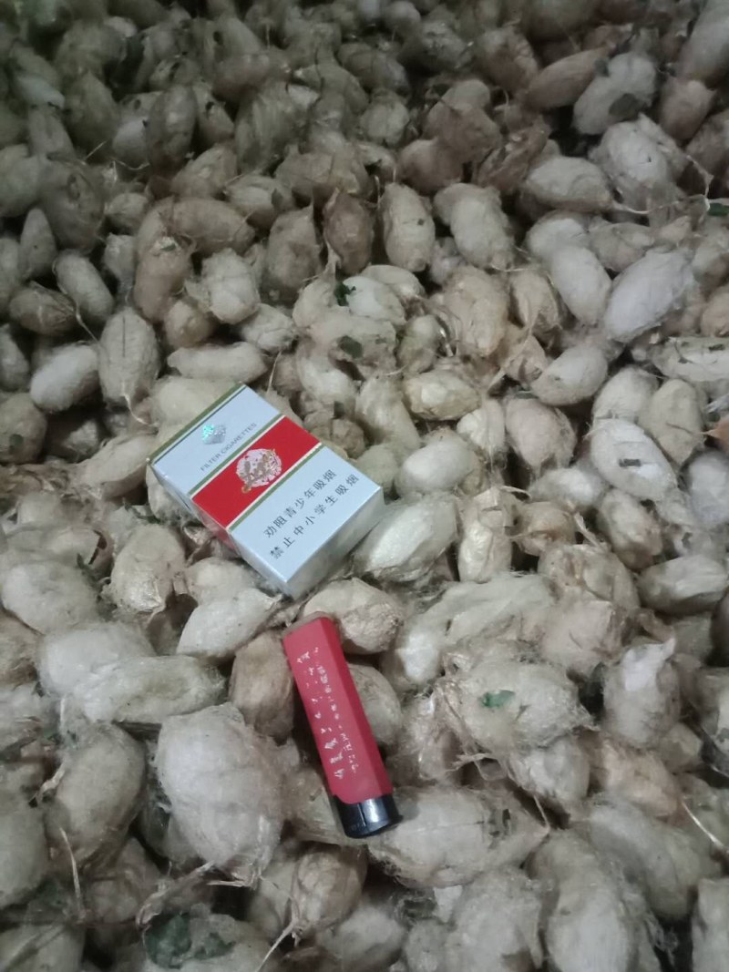 蚕蛹蚕蛹质量保证，诚信经营