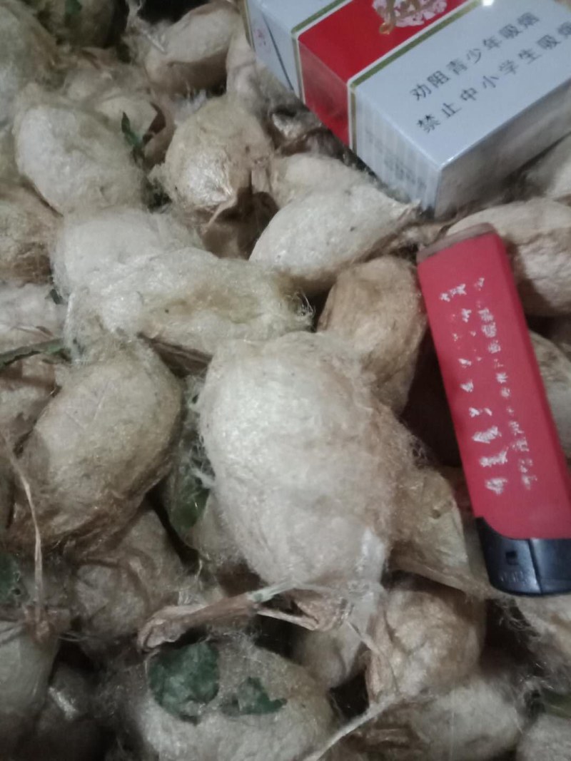 蚕蛹蚕蛹质量保证，诚信经营