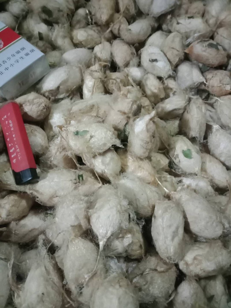 蚕蛹蚕蛹质量保证，诚信经营