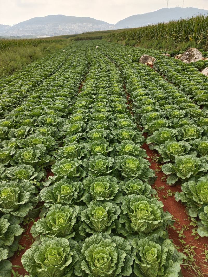 云南优质山地黄心大白菜，质优价廉，诚信经营，品质保证！