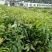 木荷树苗，一斤营养杯，h30mⅠ起。