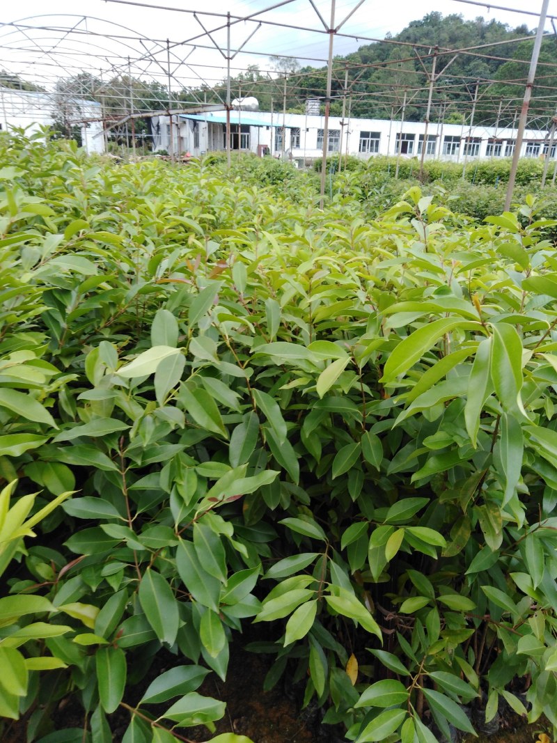 木荷树苗，一斤营养杯，h30mⅠ起。