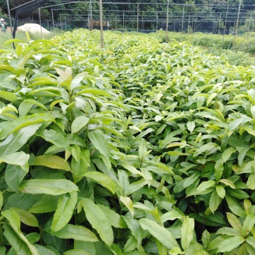 木荷树苗，一斤营养杯，h30mⅠ起。
