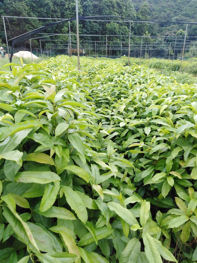 木荷树苗，一斤营养杯，h30mⅠ起。
