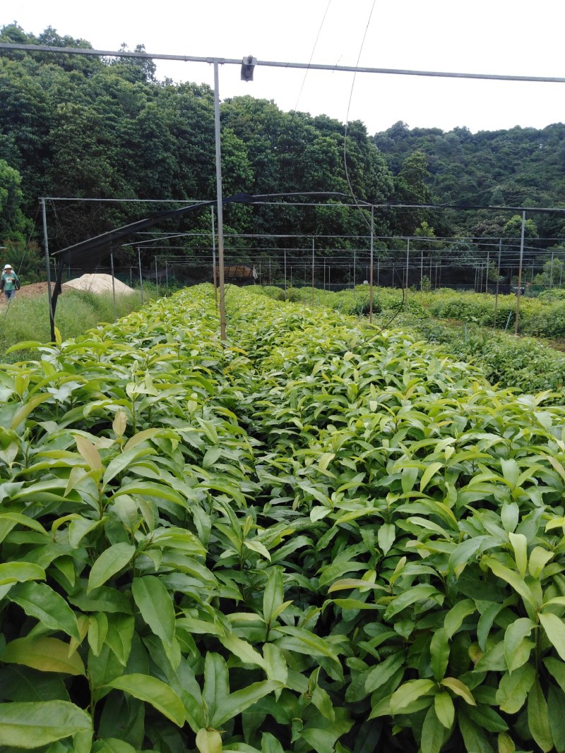 木荷树苗，一斤营养杯，h30mⅠ起。