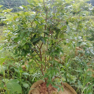 嘉宝果树苗，一斤营养杯，h15ml起。