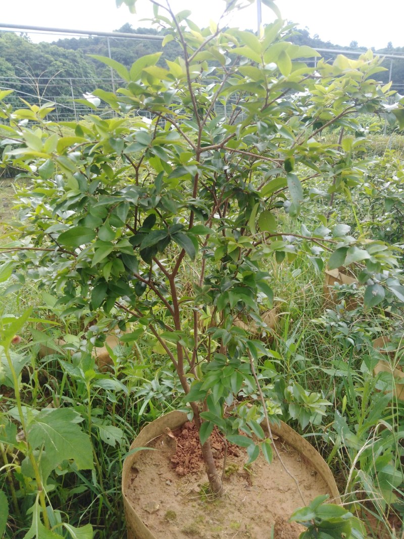 嘉宝果树苗，一斤营养杯，h15ml起。
