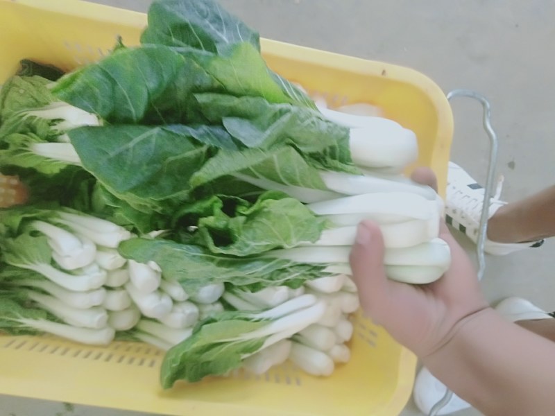 【小白菜】精品包装，欢迎选购