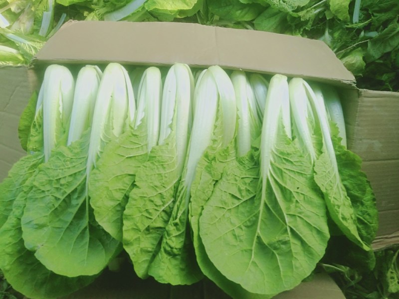 【小白菜】精品包装，欢迎选购