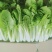 【小白菜】精品包装，欢迎选购
