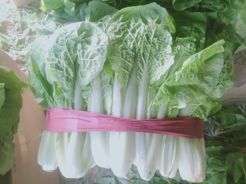 【小白菜】精品包装，欢迎选购