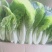 【小白菜】精品包装，欢迎选购