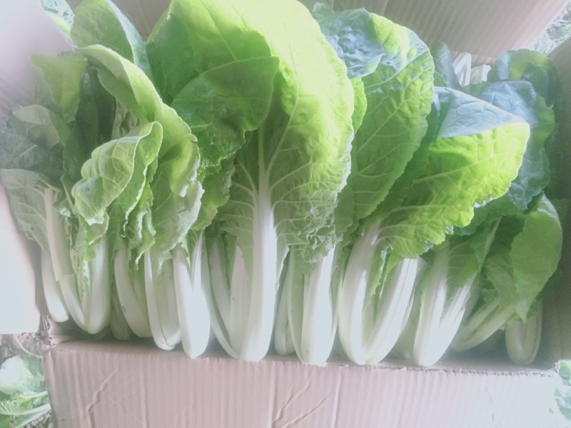 【小白菜】精品包装，欢迎选购