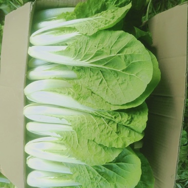【小白菜】精品包装，欢迎选购
