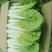 【小白菜】精品包装，欢迎选购