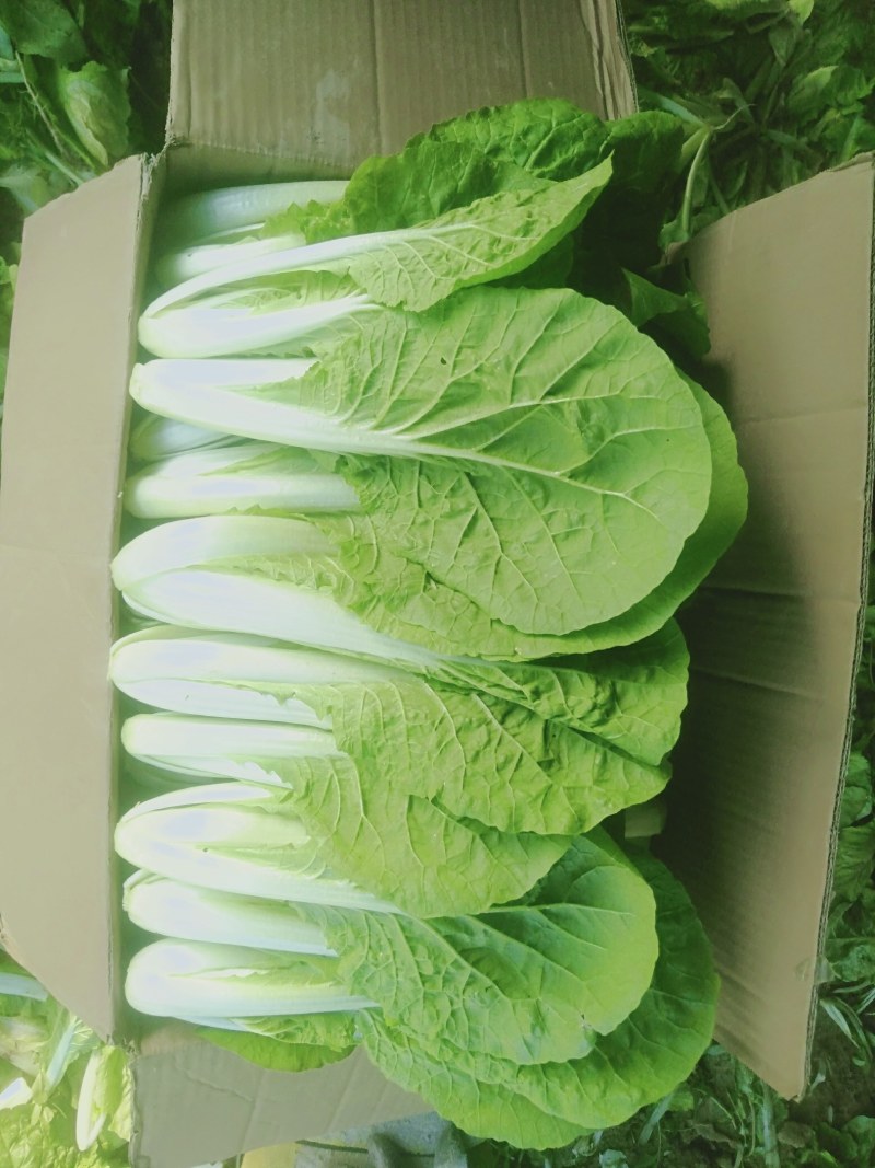 【小白菜】精品包装，欢迎选购