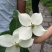 四照花/山荔枝，河南四照花种苗供应