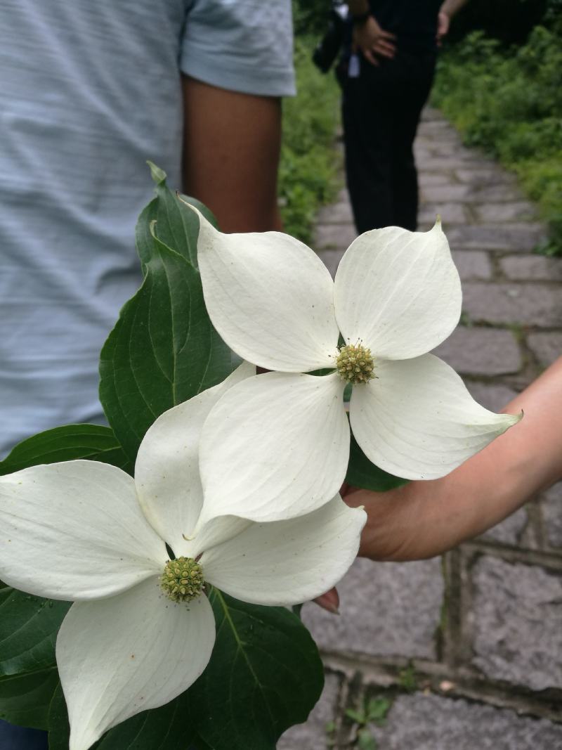四照花/山荔枝，河南四照花种苗供应