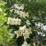 四照花/山荔枝，河南四照花种苗供应