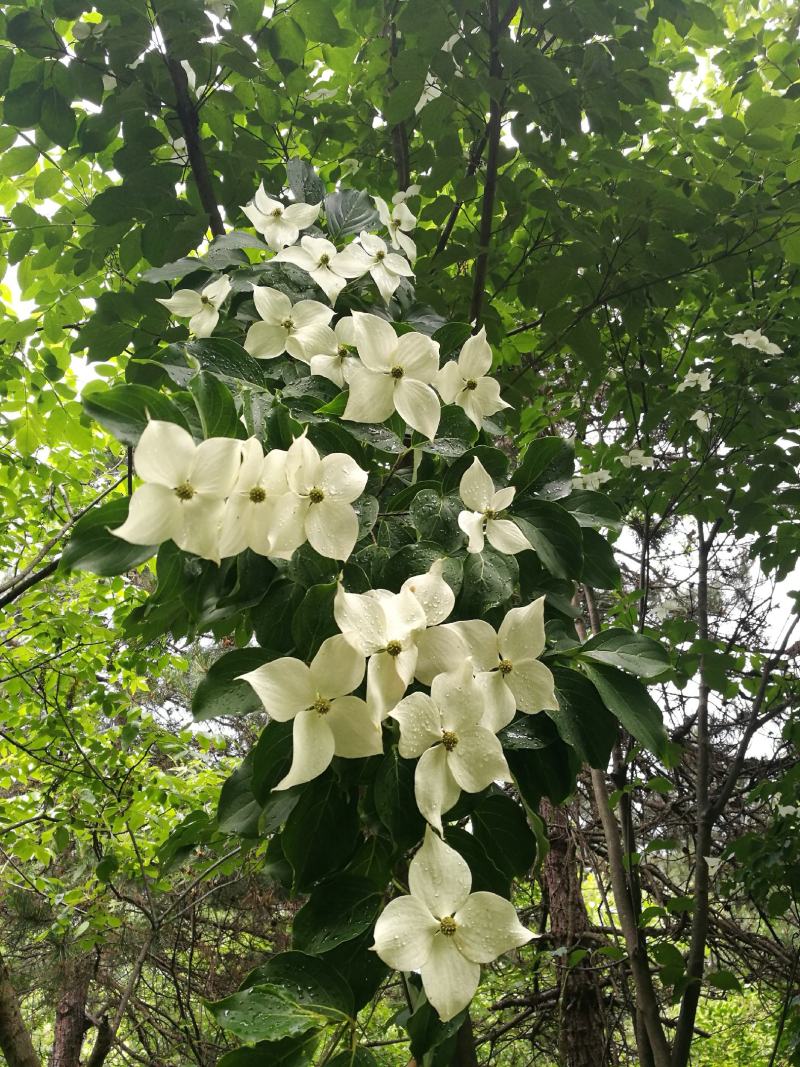 四照花/山荔枝，河南四照花种苗供应