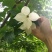 四照花/山荔枝，河南四照花种苗供应