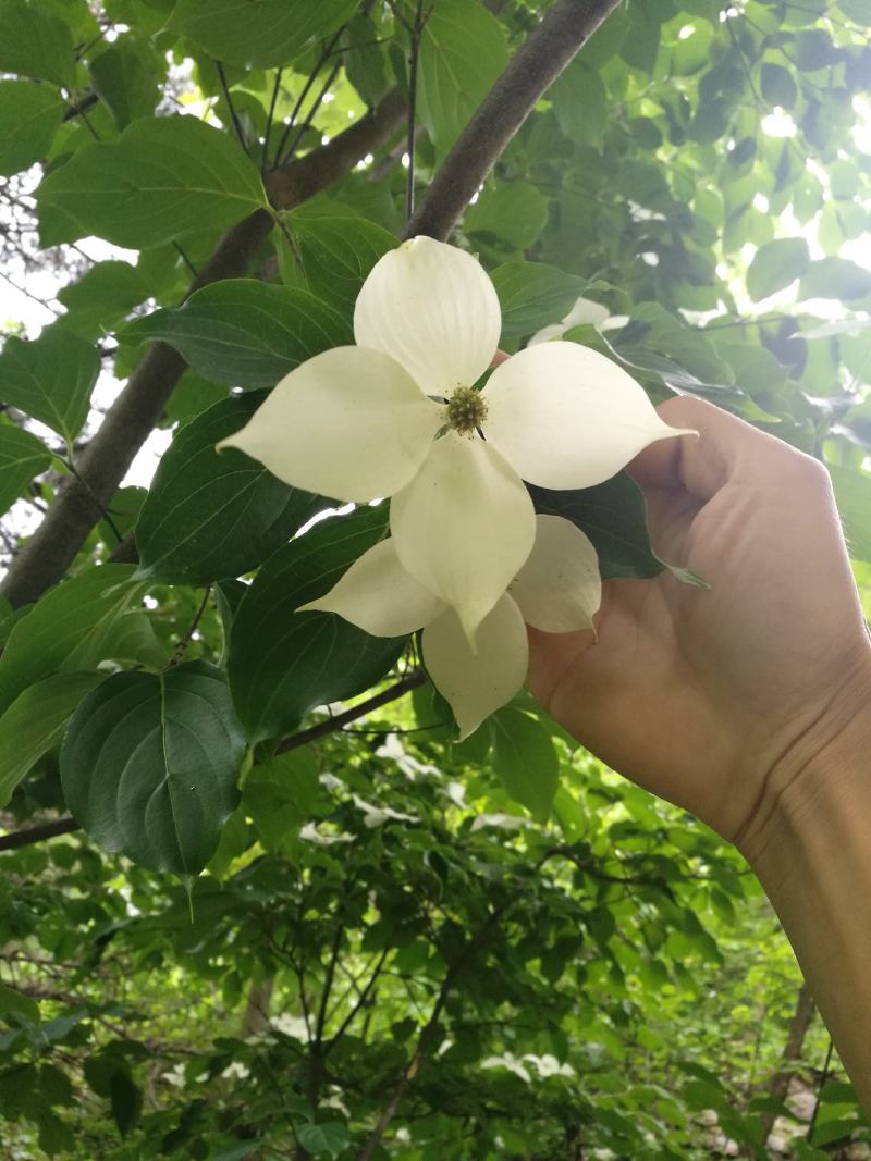 四照花/山荔枝，河南四照花种苗供应