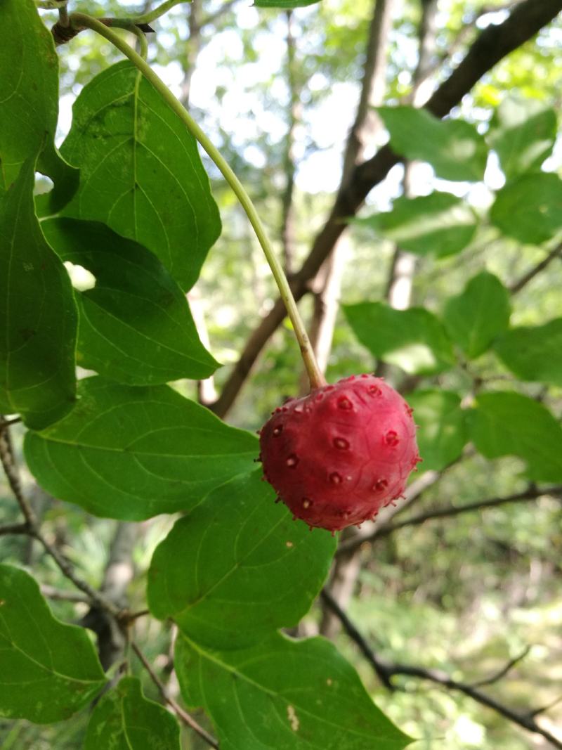 四照花/山荔枝，河南四照花种苗供应