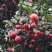 四照花/山荔枝，河南四照花种苗供应