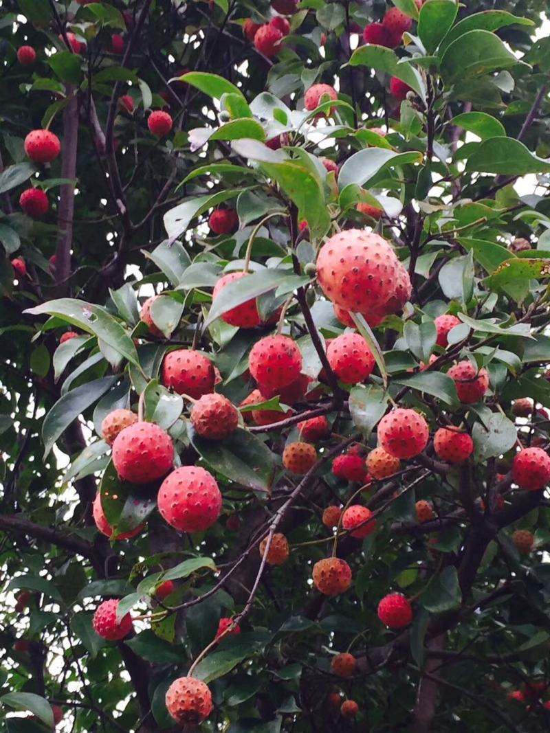 四照花/山荔枝，河南四照花种苗供应