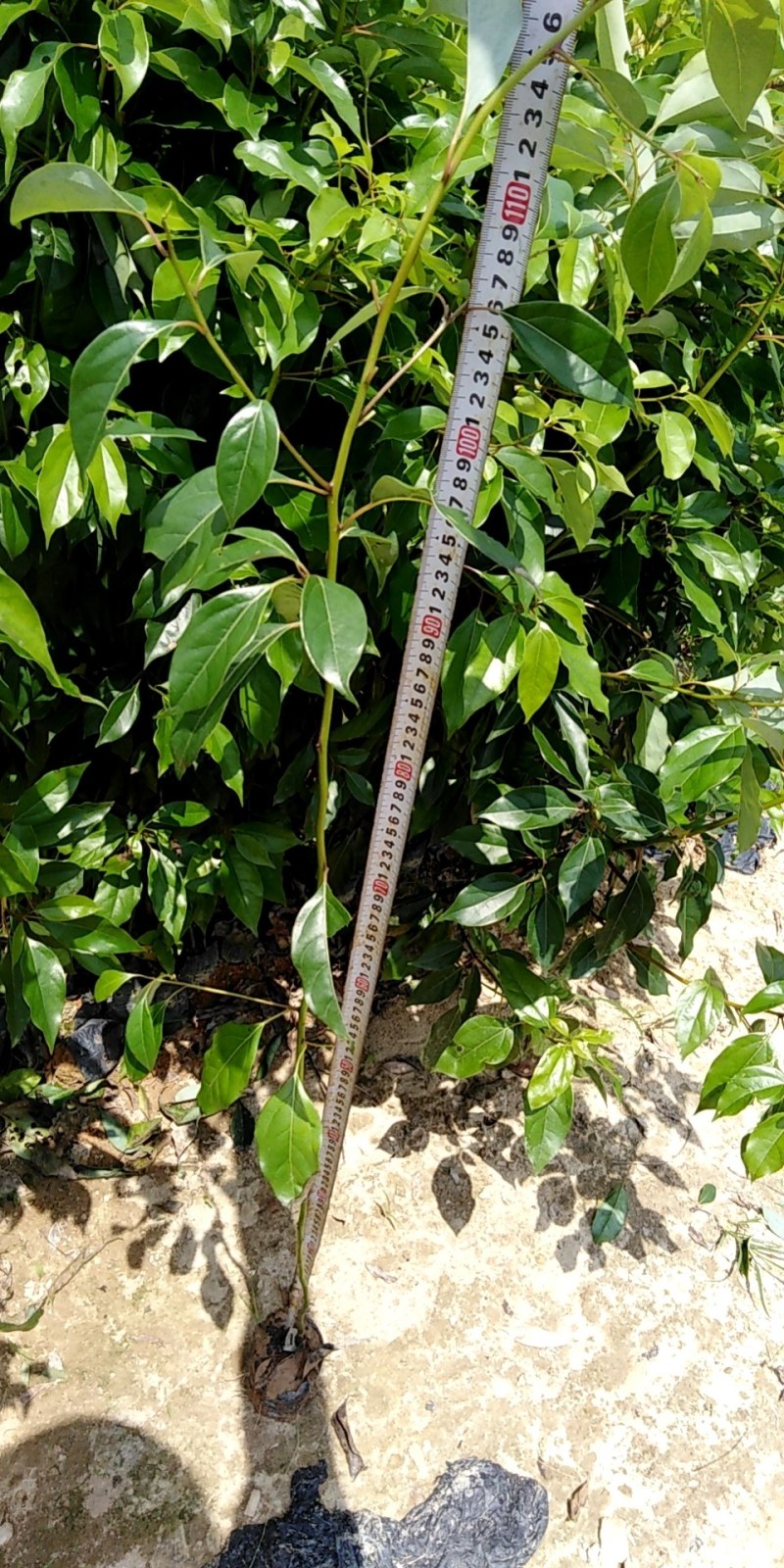 香樟树苗，一斤营养杯，h40ml起。