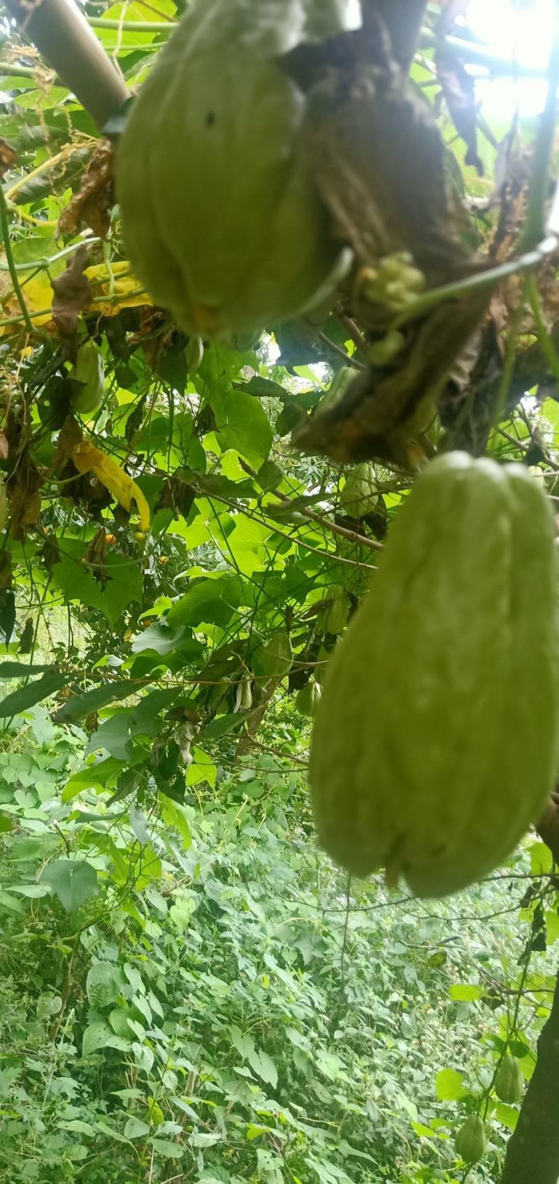 贵州佛手瓜种基地预售