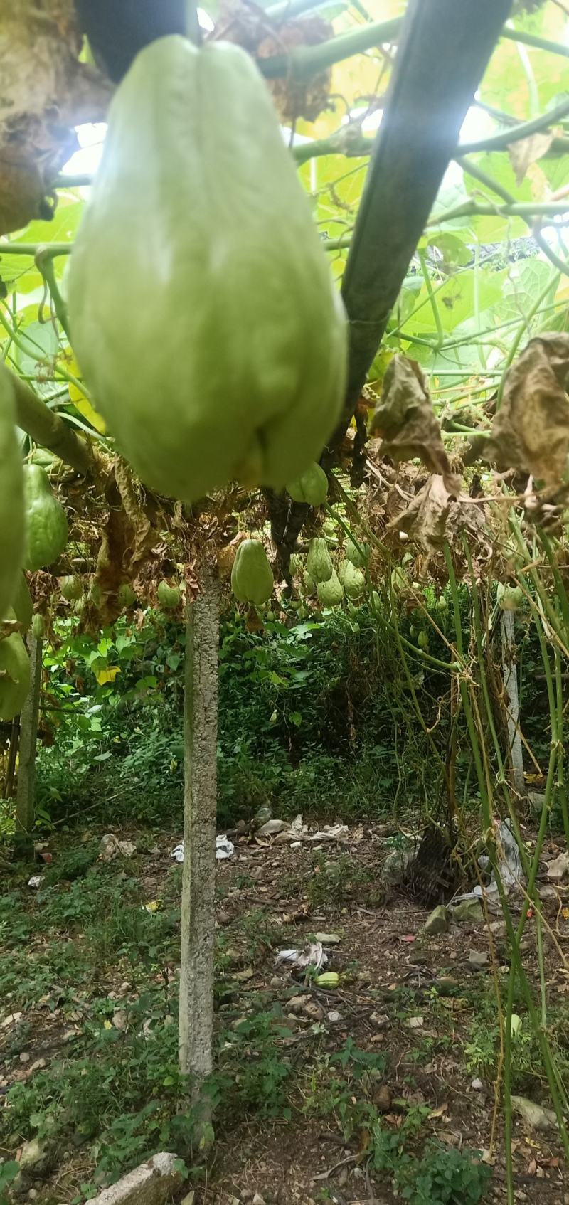 贵州佛手瓜种基地预售