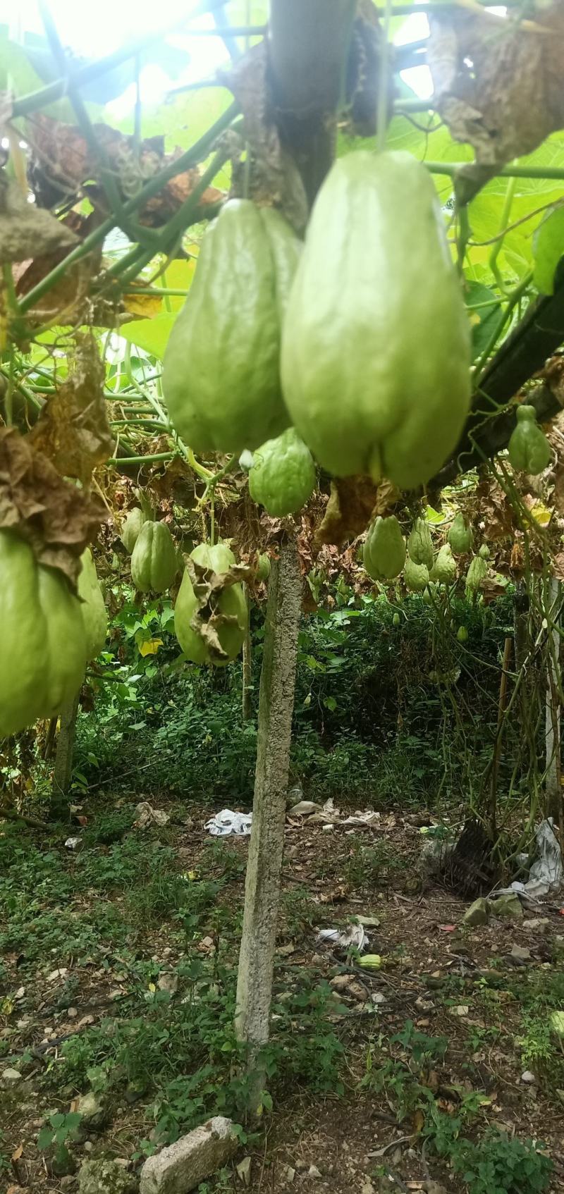 贵州佛手瓜种基地预售
