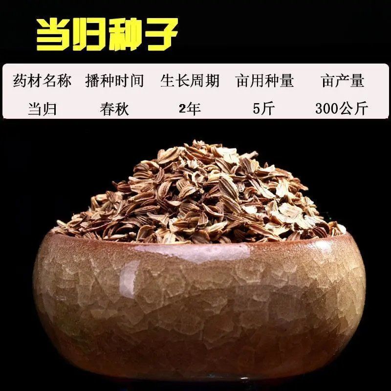 当归种子新药材岷县云种籽四季种植阳台盆栽养生保健包发芽率